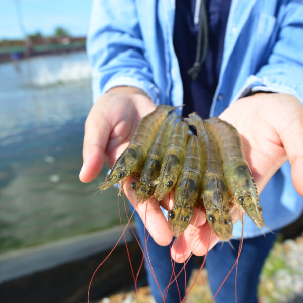 Aquaculture