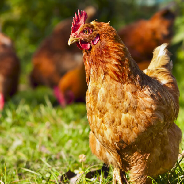 Poultry Farming