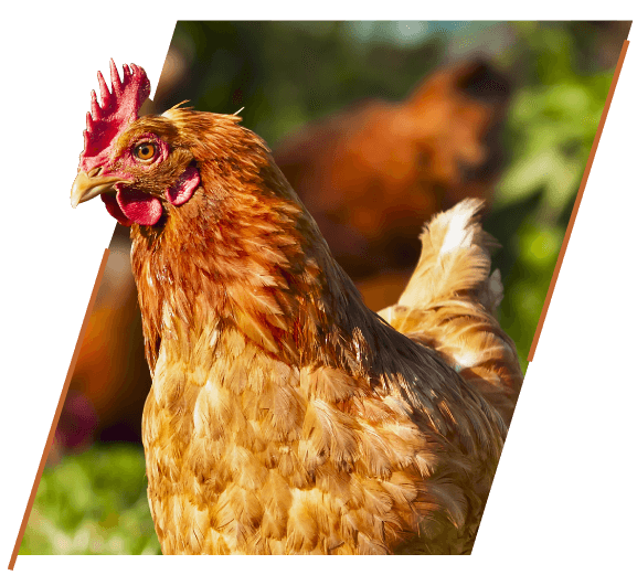 Pollo Avicultura