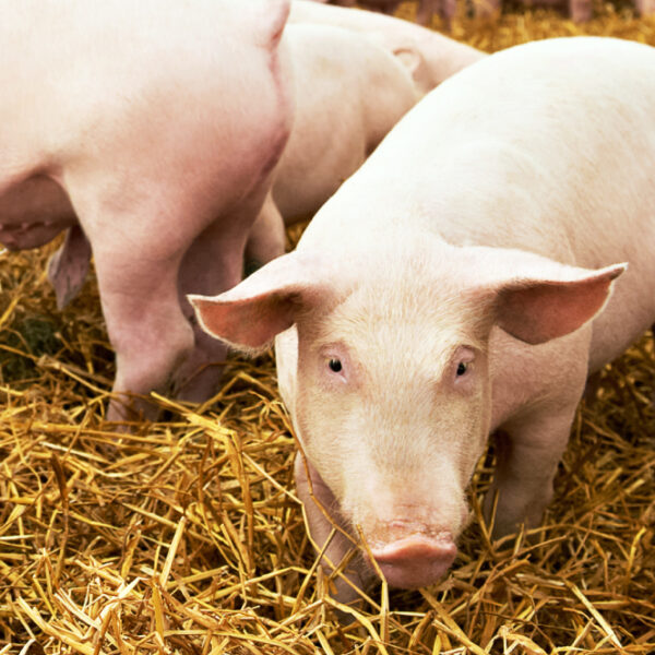 Pig Farming